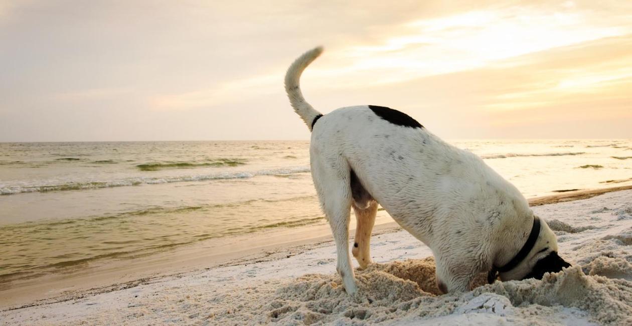 Pakhuis 5 Katwijk aan Zee Esterno foto